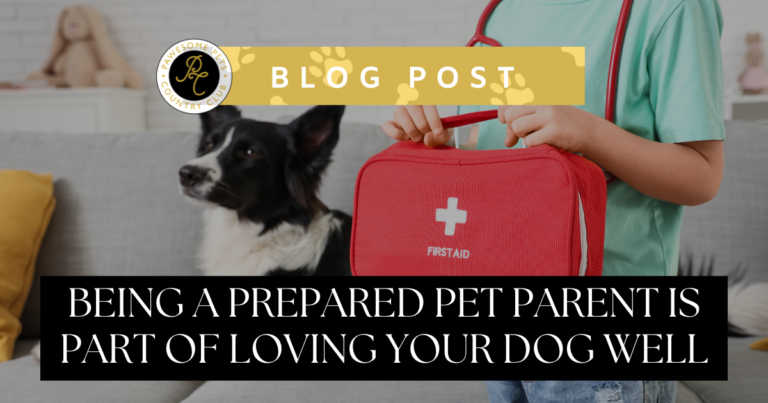 A child holding a red first aid kit beside a black and white Border Collie, illustrating the Pawesome Pets Country Club blog post "Being a Prepared Pet Parent is Part of Loving Your Dog Well."